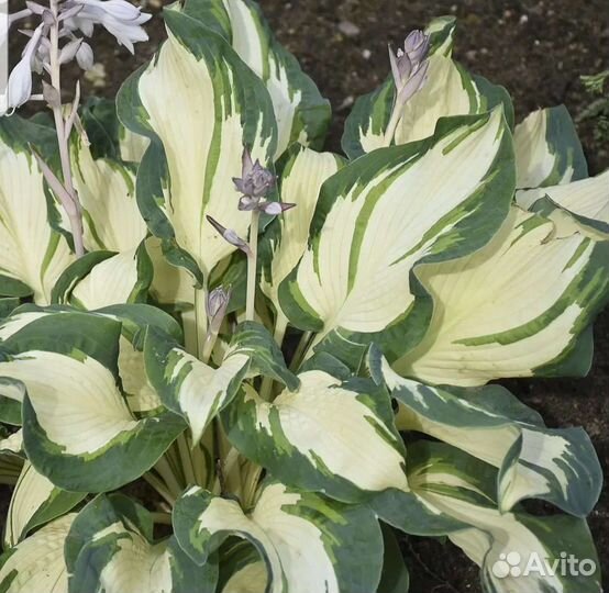 Хоста растение