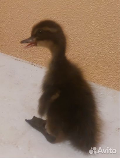 Утки Индийский бегунок