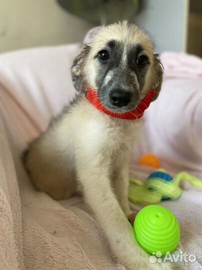 Отдам в добрые руки