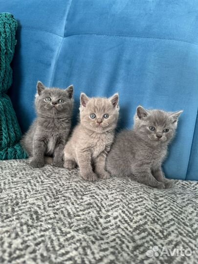 Британские булочки