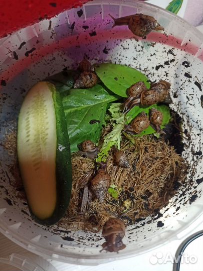 Улитки ахатины