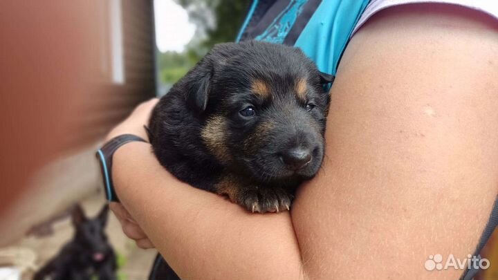 Щенки немецкой овчарки рабочего разведения РКФ