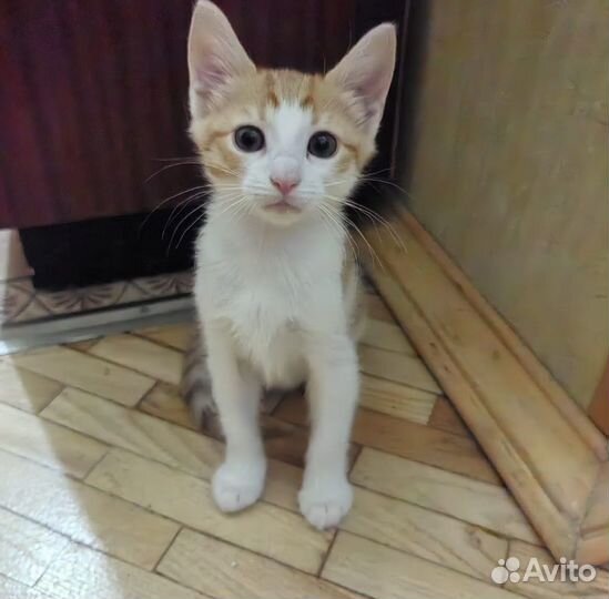 Рыжая очаровашка