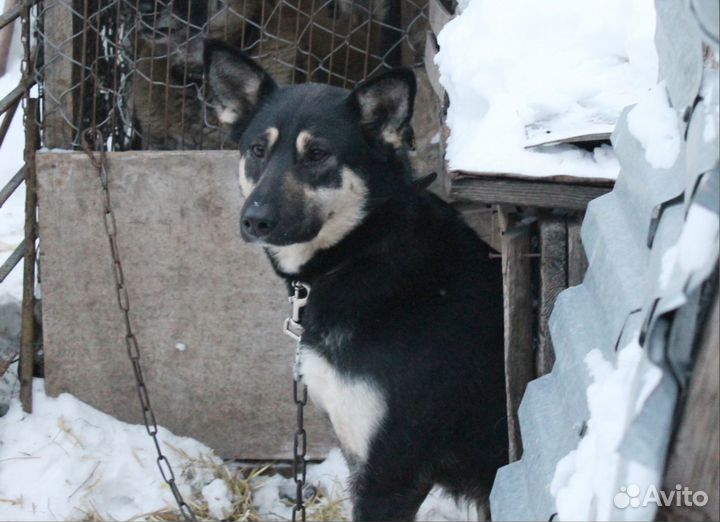 Чара, 3 года