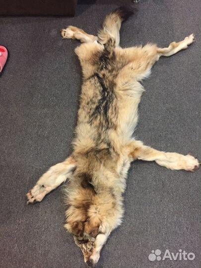 Шкура волка