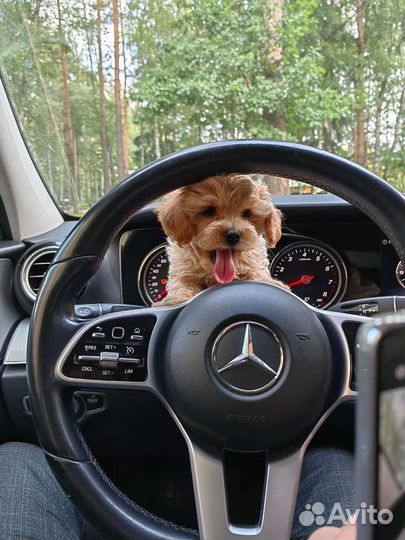 Щенки мальтипу f1 мини