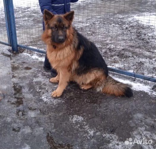 Щенки немецкой овчарки