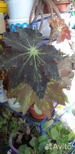 Молочай миля и др цветы