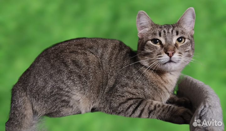 Кошка Натти Сати 1,2-1,5г (табби (шпротный) с чер