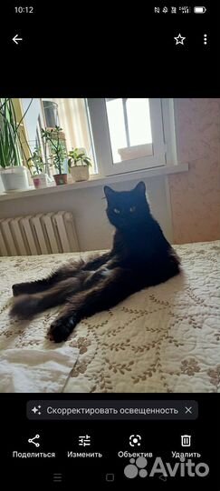 Кошка