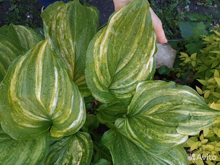 Хоста коллекционная страйк