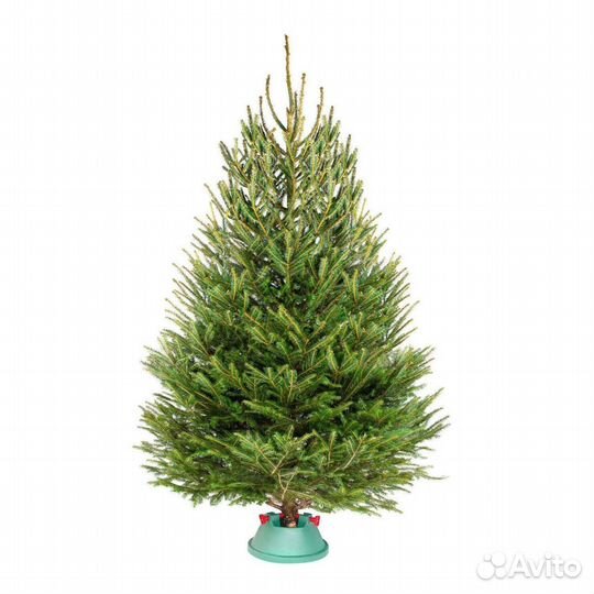 Ёлки премиум до 10м