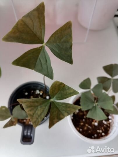 Кислица оксалис