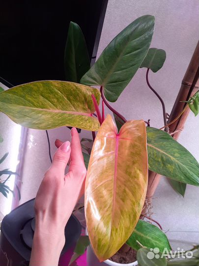 Филодендрон медуза