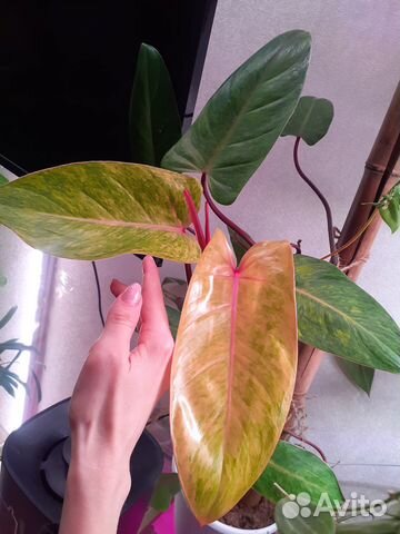 Филодендрон медуза