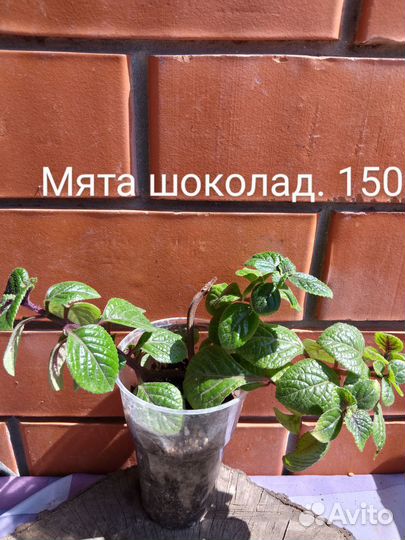 Олеандр, базилик, перчик острый, вар.подорожник