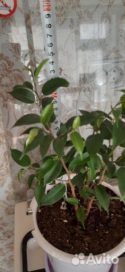 Фикус бенджамина Наташа