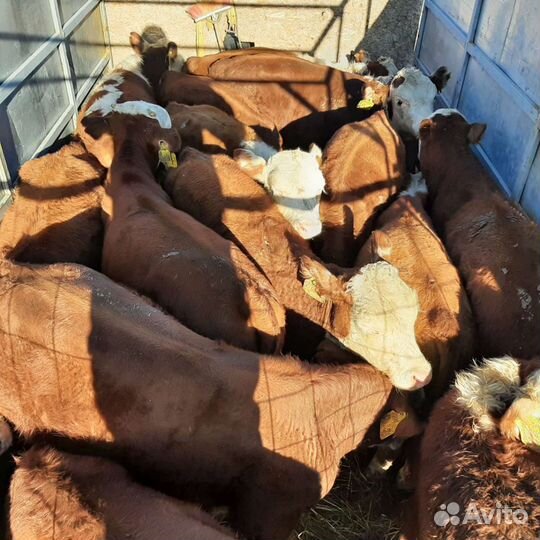 Скотовов,Перевозки грузов