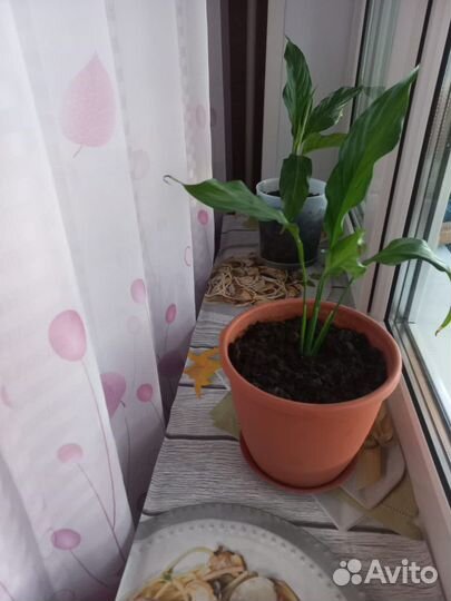 Растение женское счастье, цветок