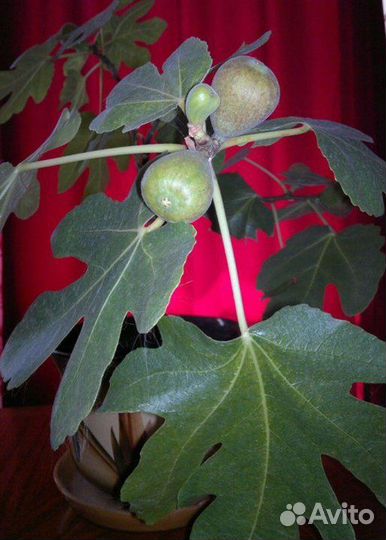 Инжир Комнатный