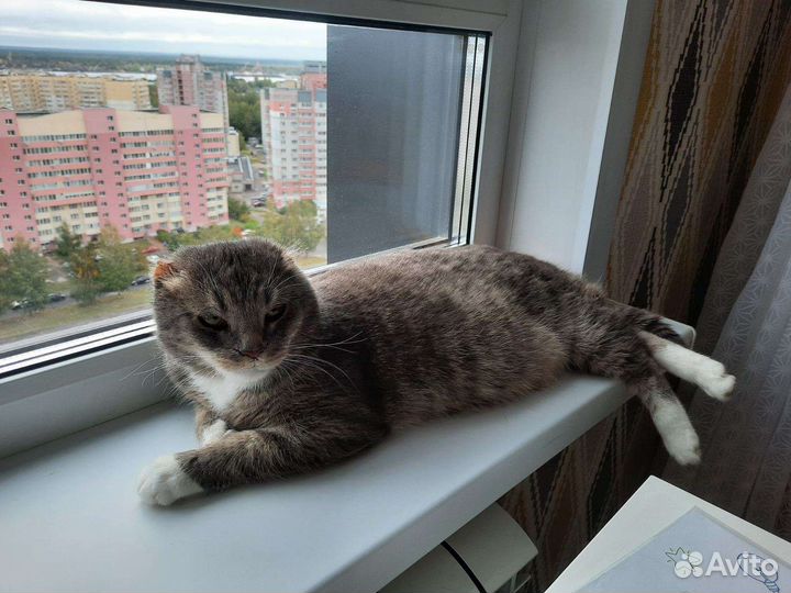 Передержка кошек/котов