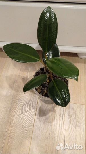Фикус Робуста и Фикус Мелани,фикусы двух оттенков