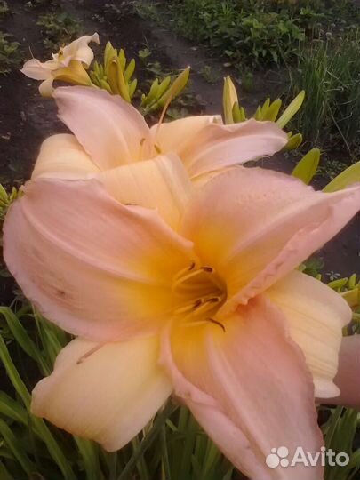 Лилейники многолетние