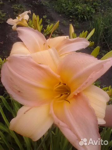 Лилейники многолетние