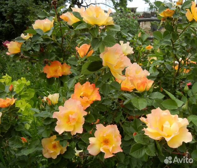 Розы