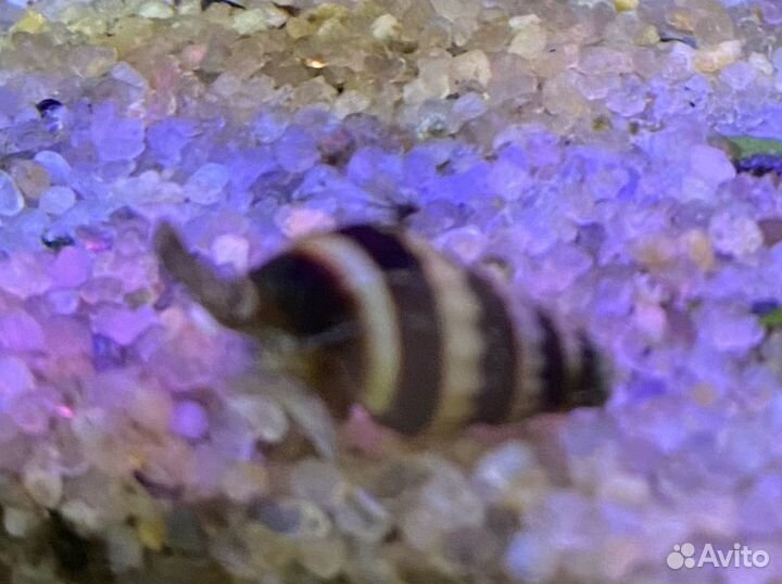 Улитки хилена