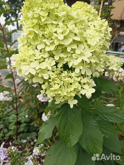 Гортензия метельчатая 