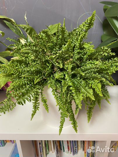 Домашние растения цветы