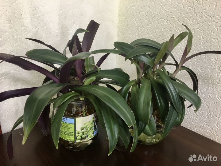 Излишки отростки Рэо