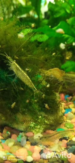 Креветки амано