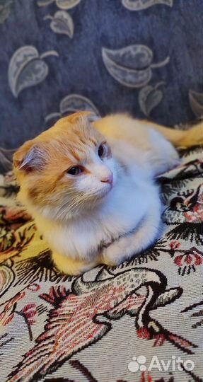 Кошка в дар бесплатно