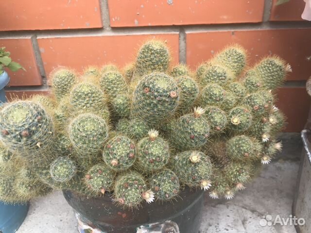 Отросток цветущего кактуса