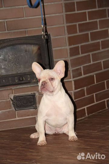 Французский бульдог