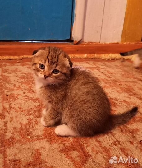 Котята британские вислоухие