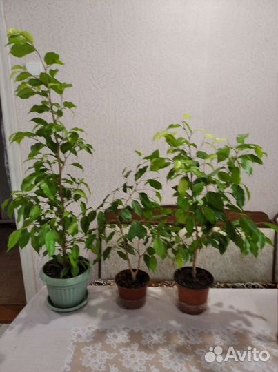 Фикус Бенджамин карликовый