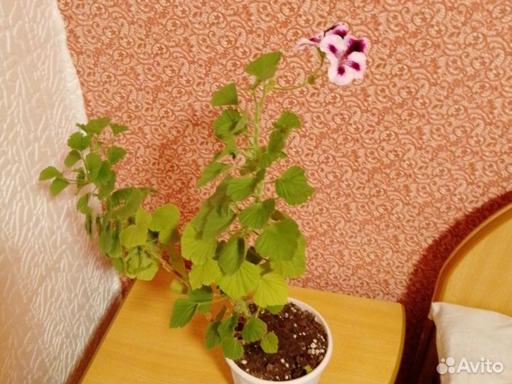 Королевские пелоргонии. Розобудная герань