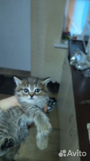 Кошки в добрые руки бесплатно