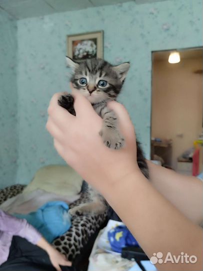 Кошка в дар