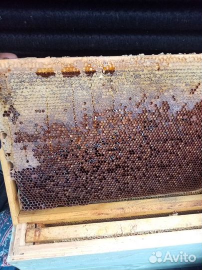 Медово-перговые рамки