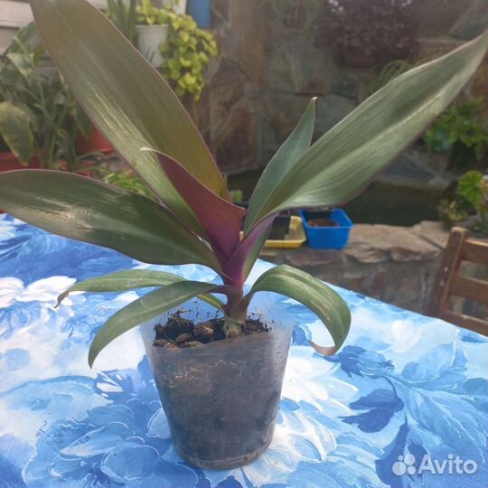 Традесканция рео