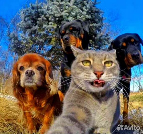 Передержка средн. и крупных собак(условия курорта)