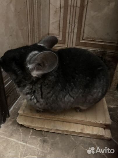 Шиншилла