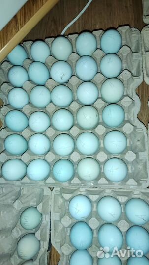 Инкубационное яйцо Амераукана