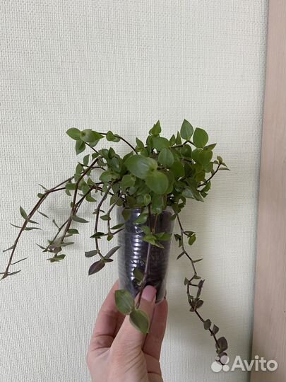 Каллизия мелколистная традесканция