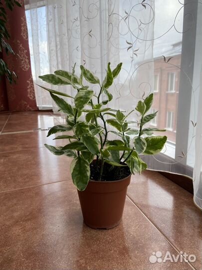 Комнатные растения цветы педилантус