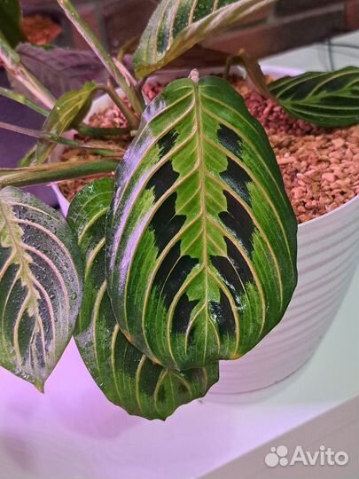 Маранта триколор